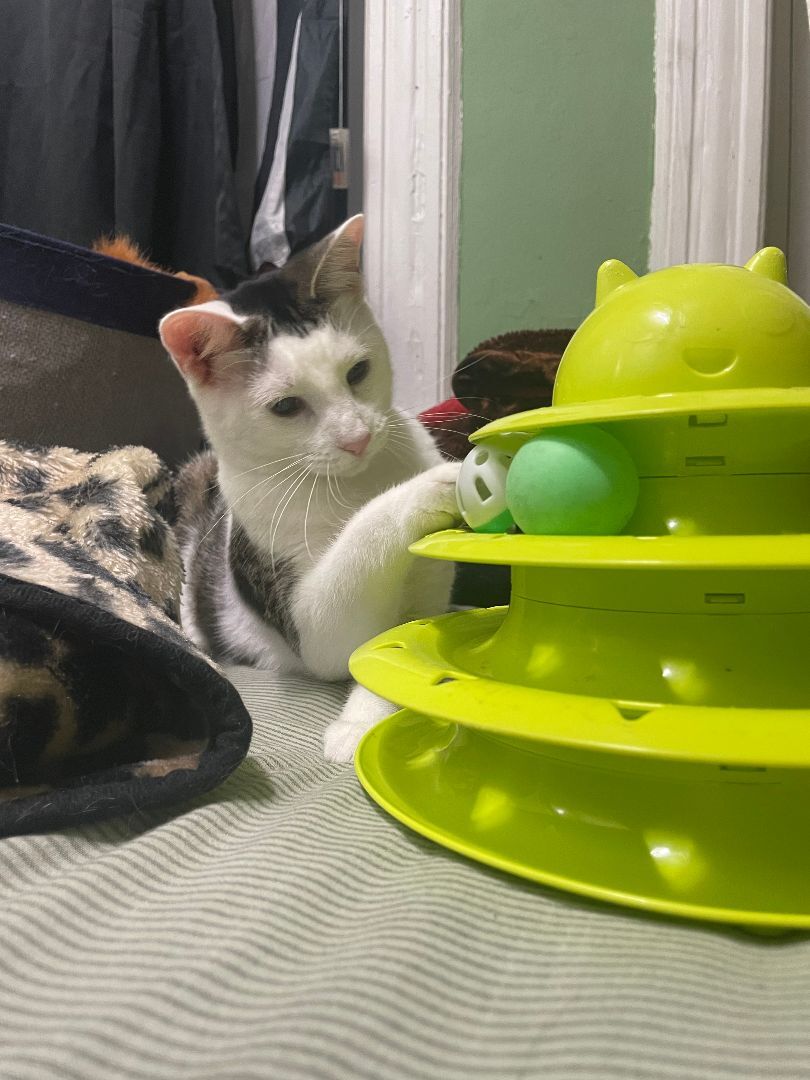 Luna, Adoptable, Kitten Female Domestic Short Hair.