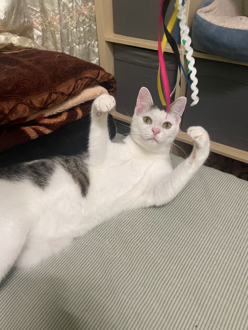 Luna, a Adoptable Domestic Short Hair in Pompton Lakes, NJ image 3/12