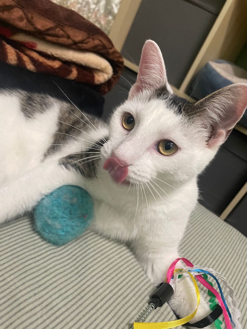 Luna, a Adoptable Domestic Short Hair in Pompton Lakes, NJ image 4/12