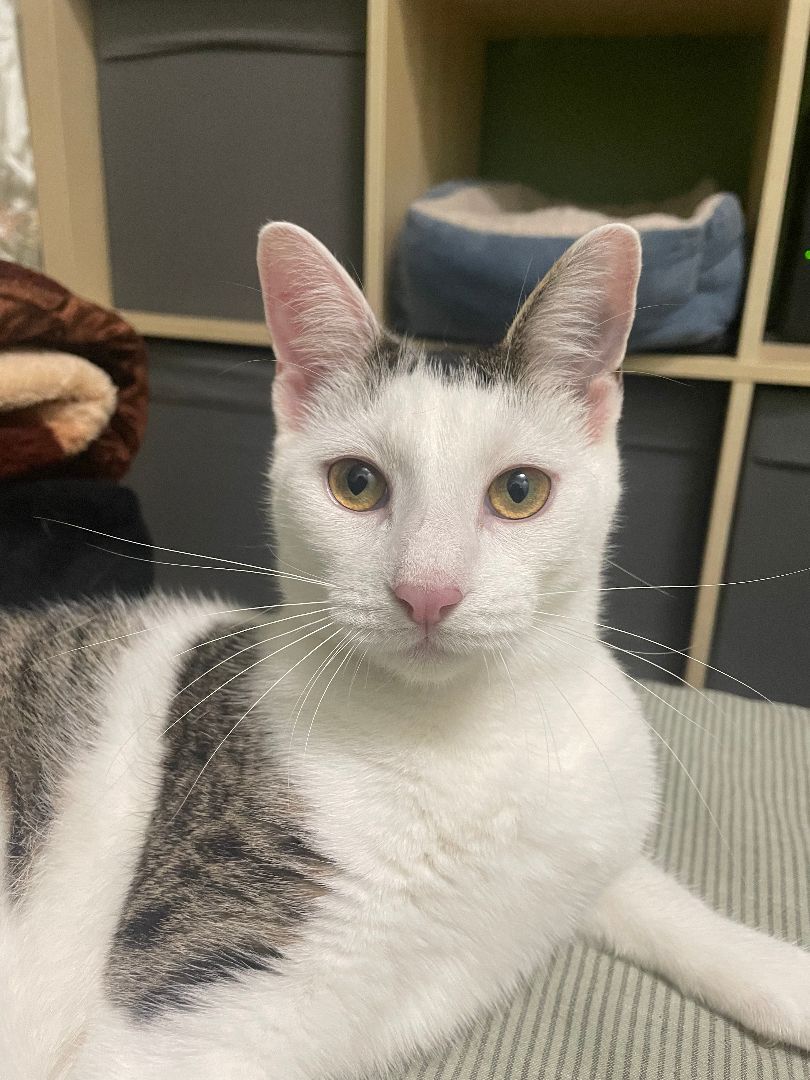 Luna, a Adoptable Domestic Short Hair in Pompton Lakes, NJ image 5/12