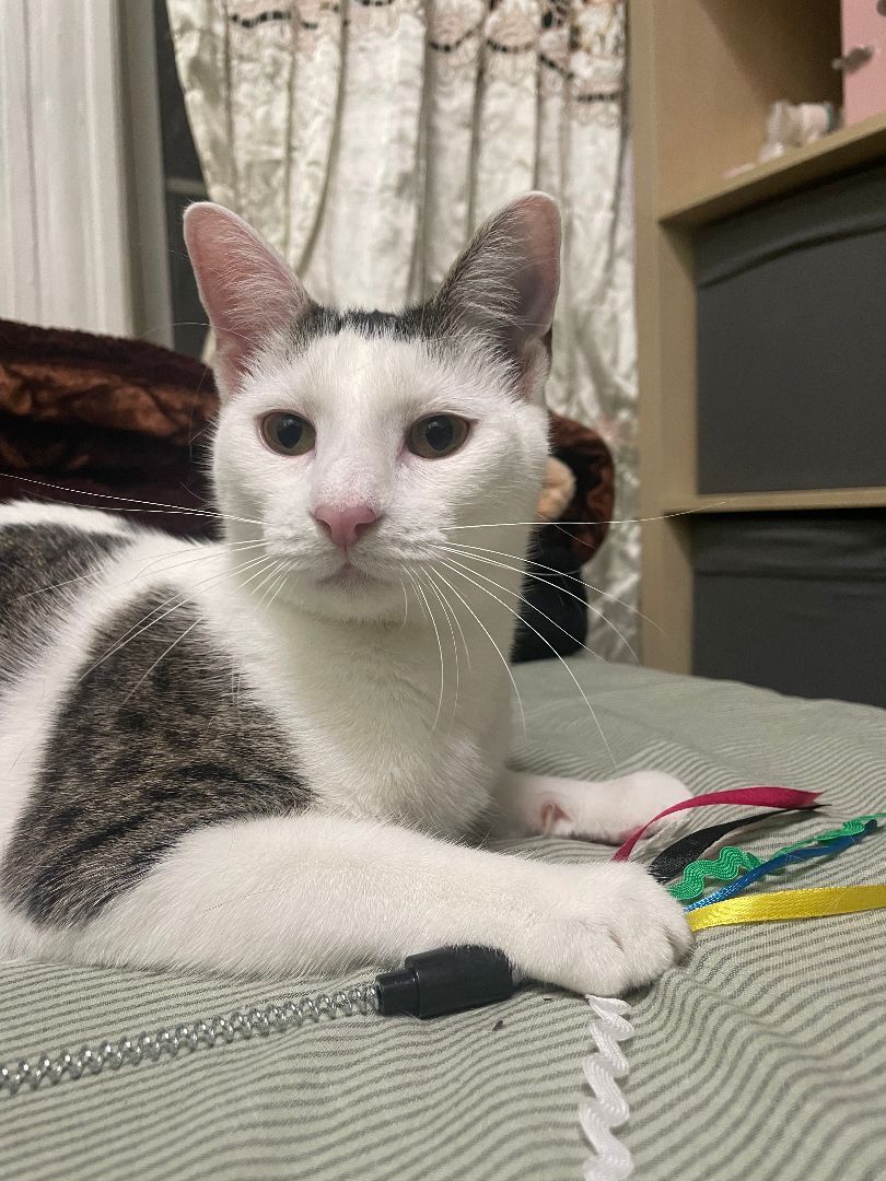 Luna, a Adoptable Domestic Short Hair in Pompton Lakes, NJ image 6/12