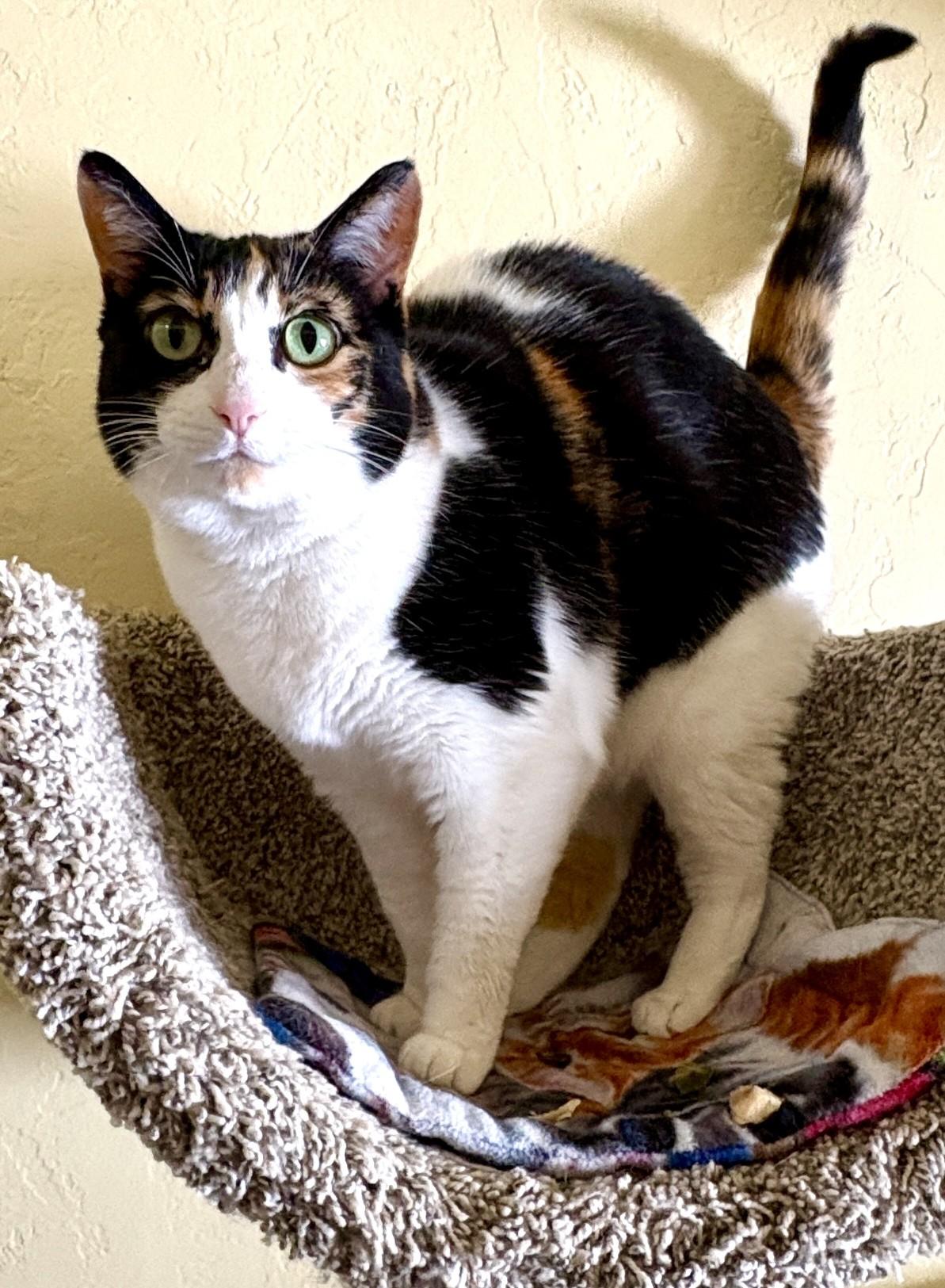 Enlarge SQUEAKERS, an adopted Calico in Prescott, AZ image 5/5