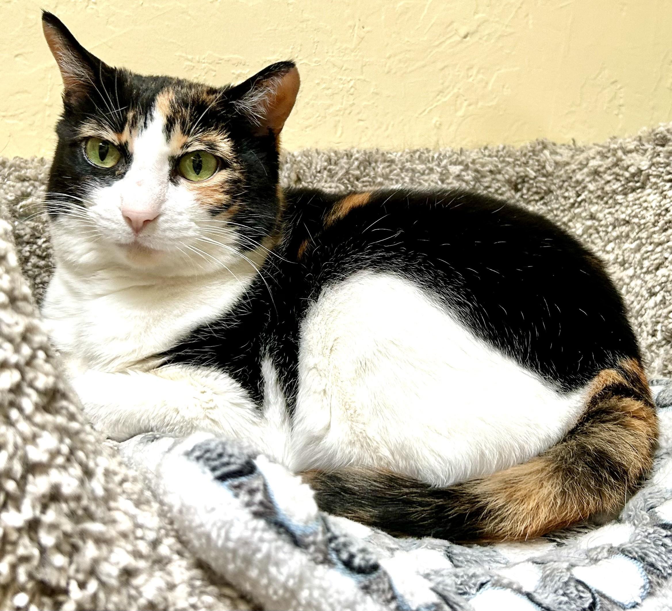 Enlarge SQUEAKERS, an adopted Calico in Prescott, AZ image 1/5