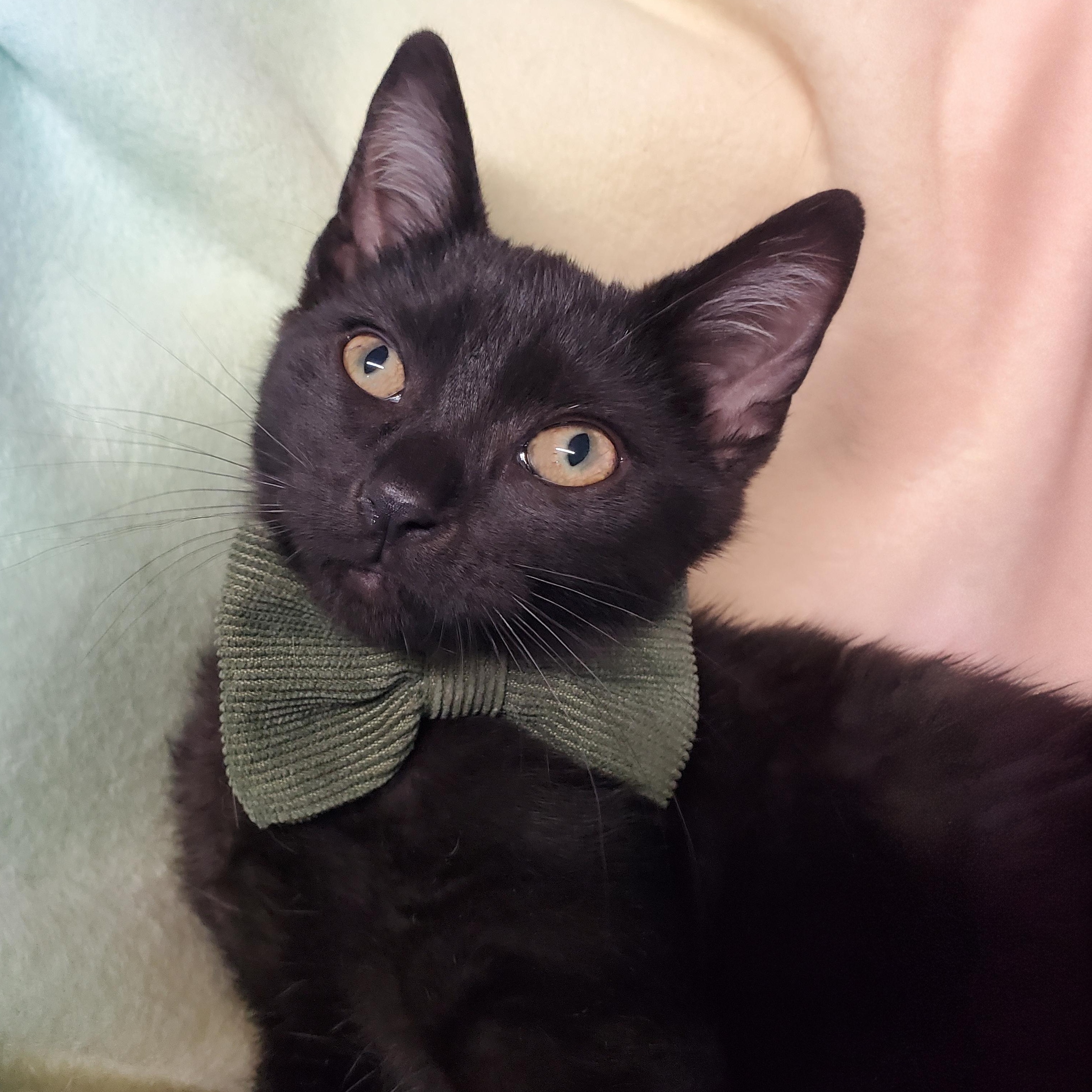 Enlarge Jarjar, a ADOPTABLE Domestic Short Hair in Marseilles, IL image 1/1