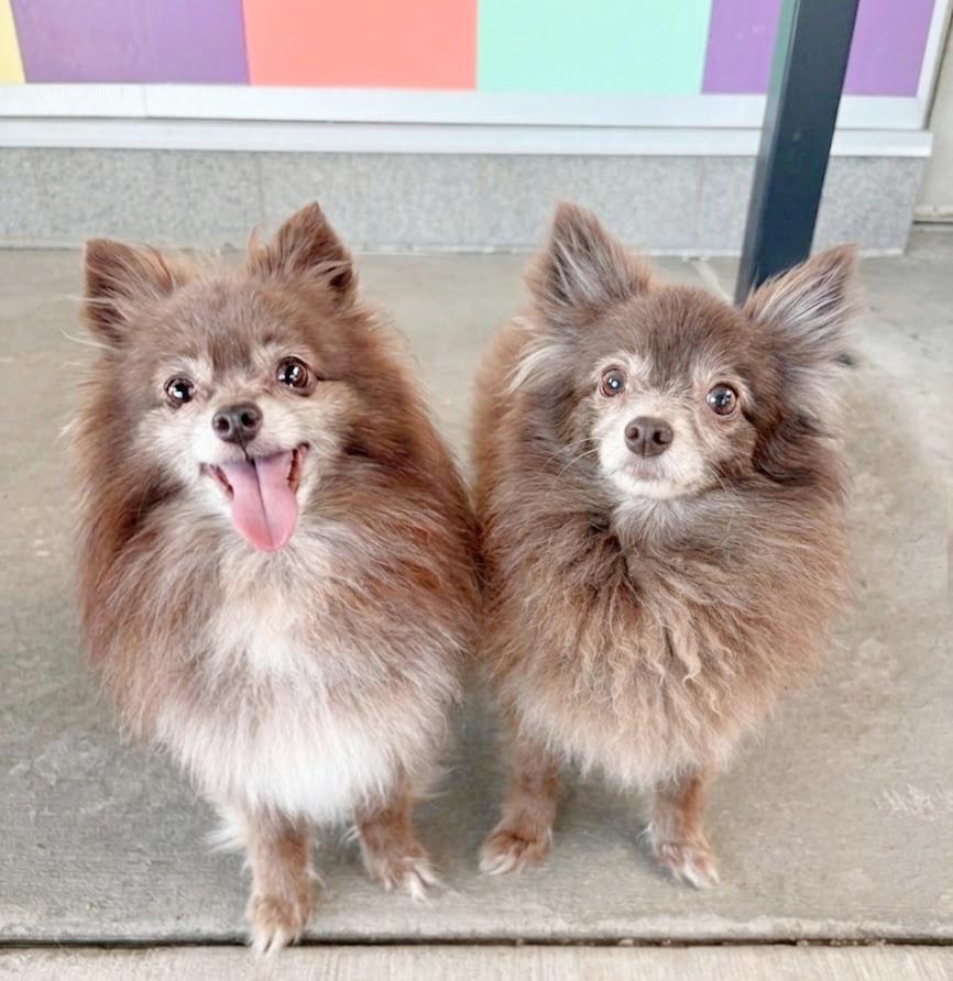 Mia & Mochi, adopted, Senior Female Pomeranian.