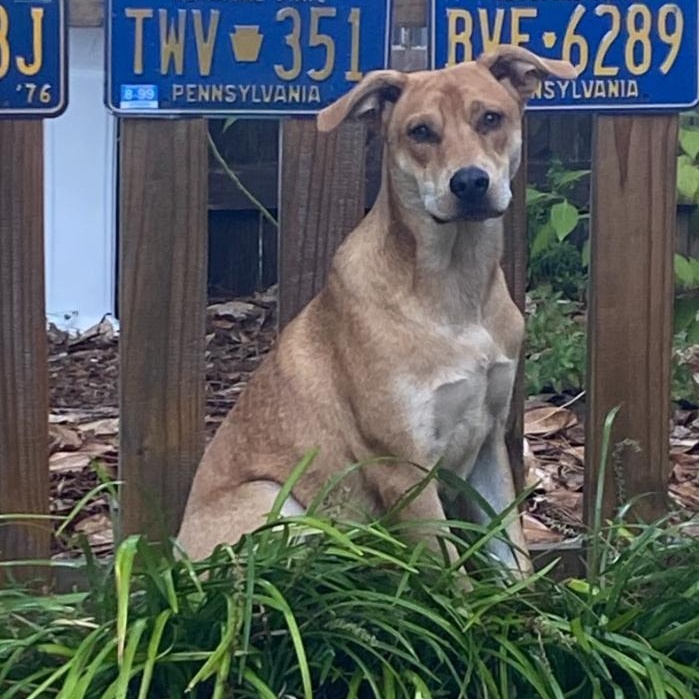 Enlarge Stan, a Adoptable mixed breed in Pensacola, FL image 3/6