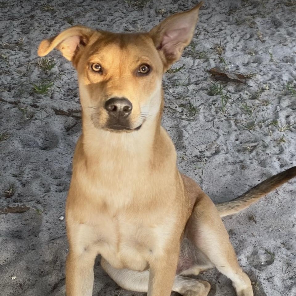 Enlarge Stan, a Adoptable mixed breed in Pensacola, FL image 2/6