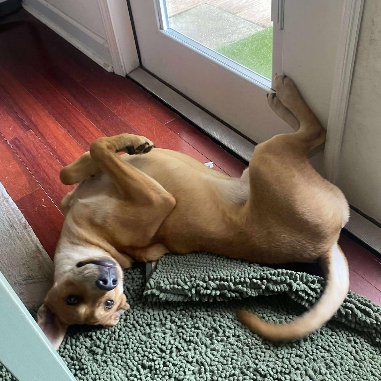 Enlarge Stan, a Adoptable mixed breed in Pensacola, FL image 4/6