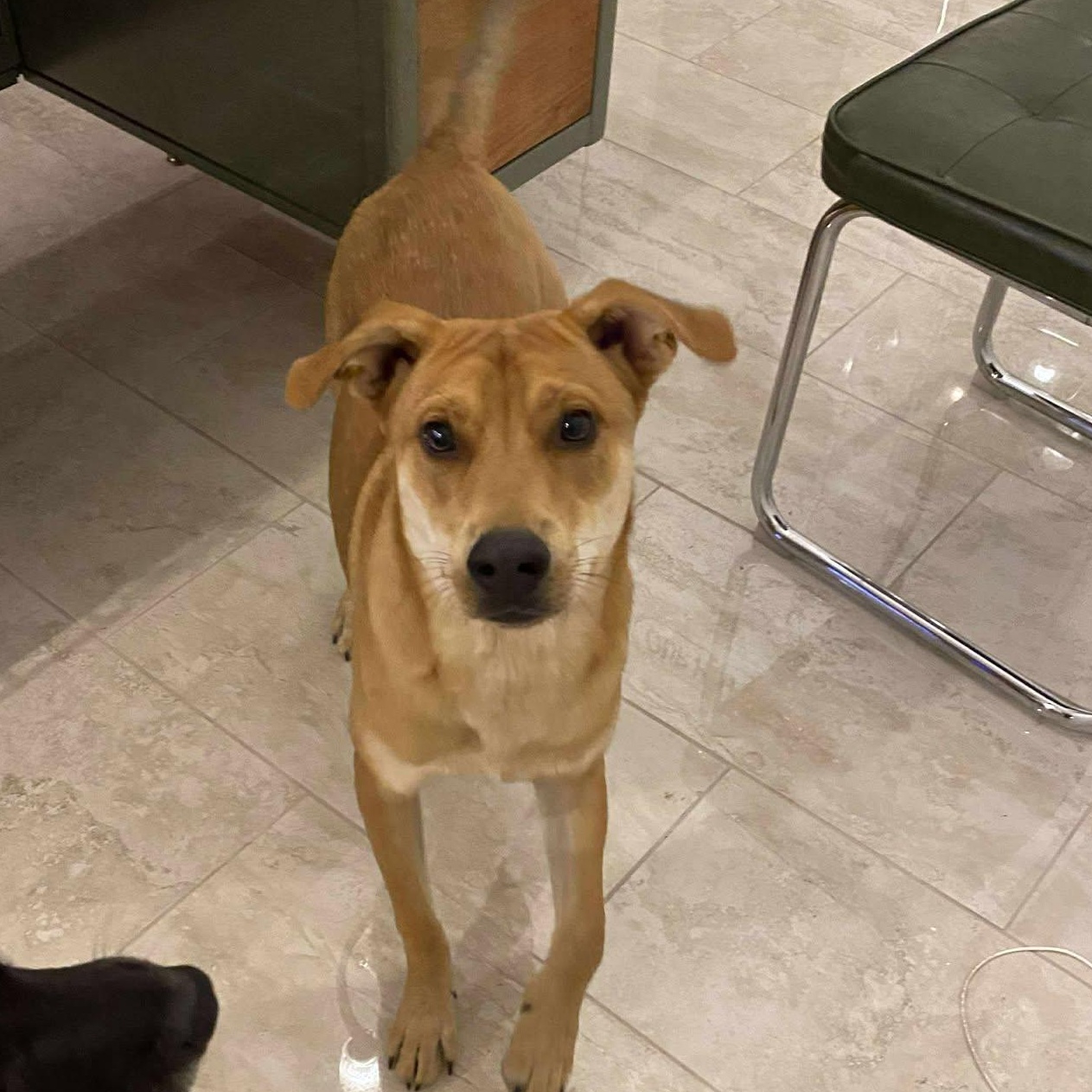 Enlarge Stan, a Adoptable mixed breed in Pensacola, FL image 5/6