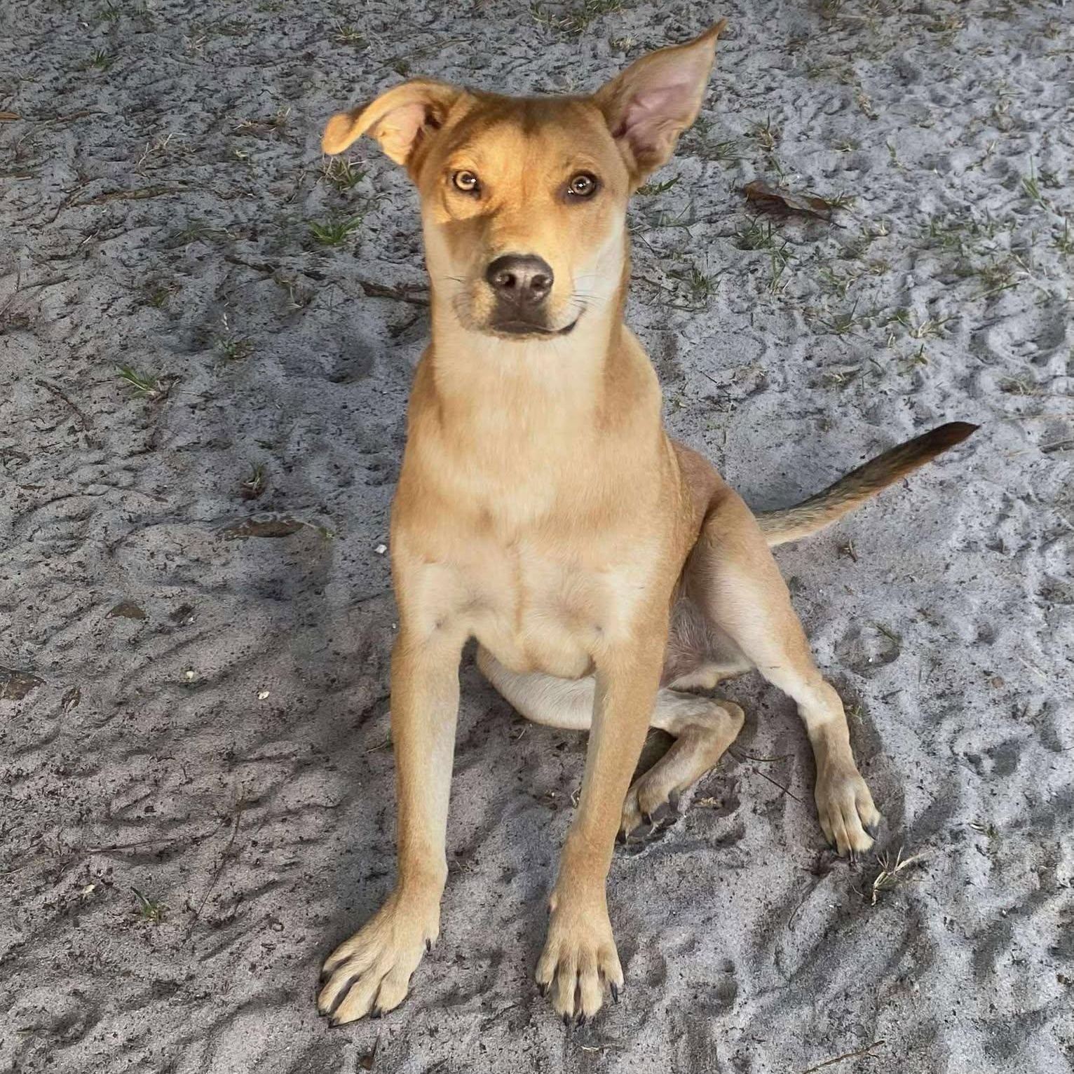 Stan, Adoptable, Young Male Black Mouth Cur.