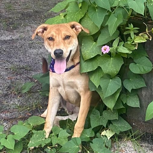 Enlarge Stan, a Adoptable mixed breed in Pensacola, FL image 6/6