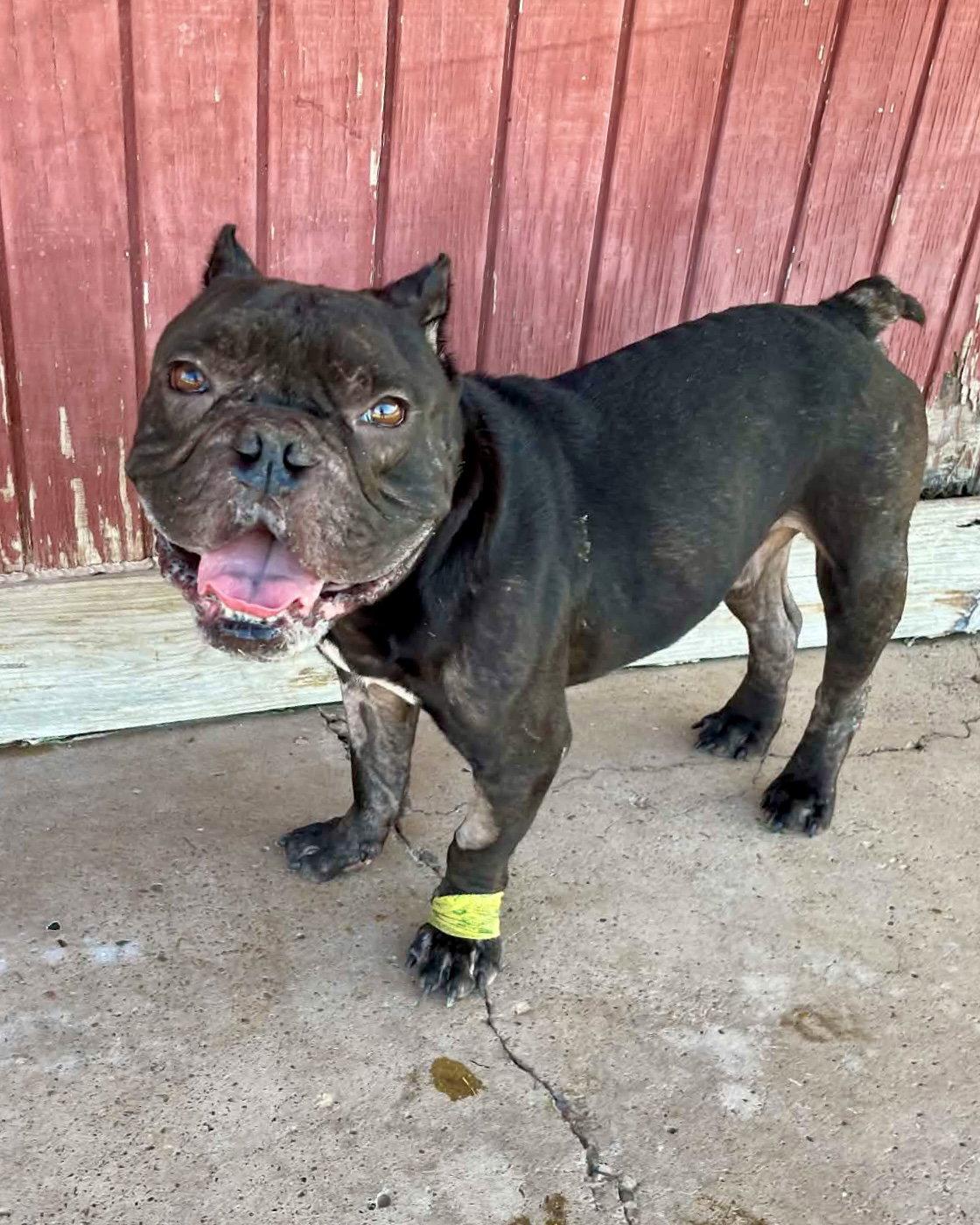 Brewster, Adoptable, Adult Male American Bulldog & French Bulldog.