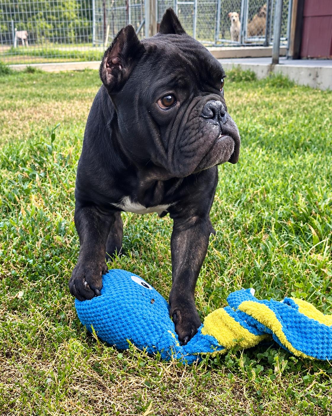 Enlarge Brewster, a Adoptable mixed breed in Monticello, NY image 2/3