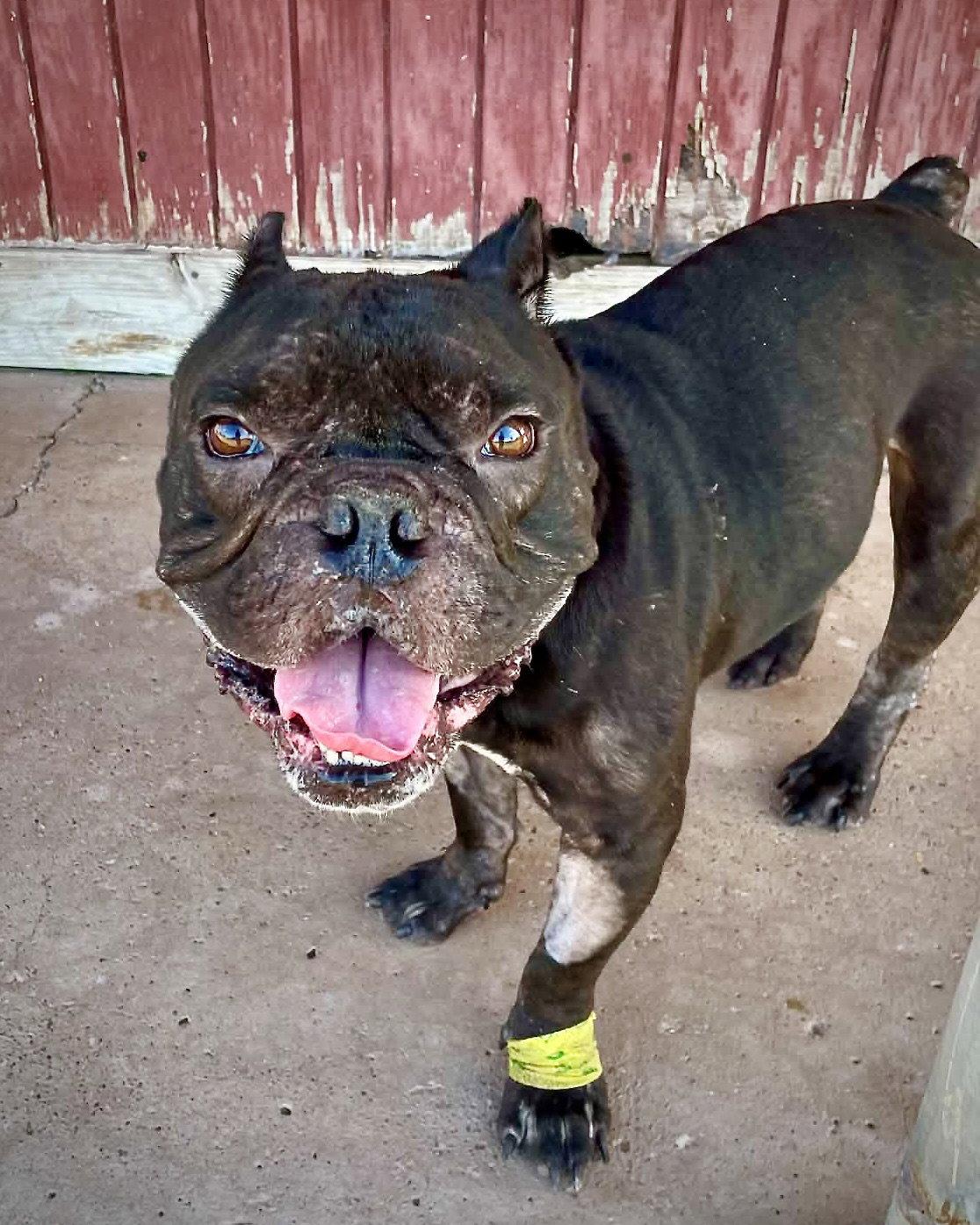 Enlarge Brewster, a Adoptable mixed breed in Monticello, NY image 3/3