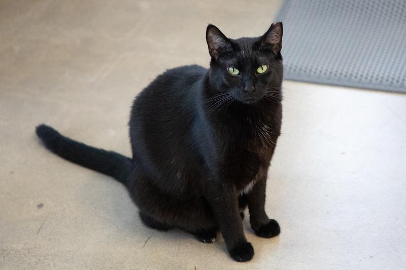 Jubilee, Adoptable, Adult Female Domestic Short Hair.