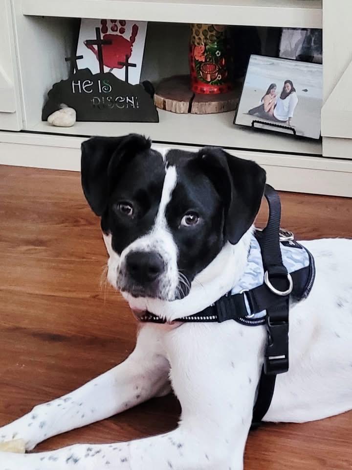 Cannoli, a Adoptable mixed breed in Berlin, NJ image 1/3