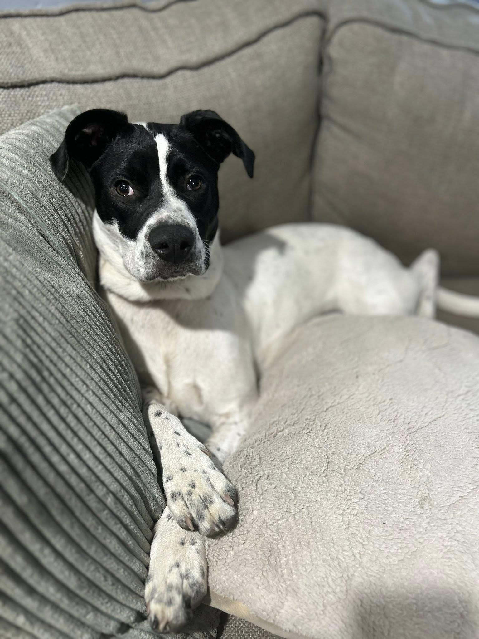Cannoli, a Adoptable mixed breed in Berlin, NJ image 2/3