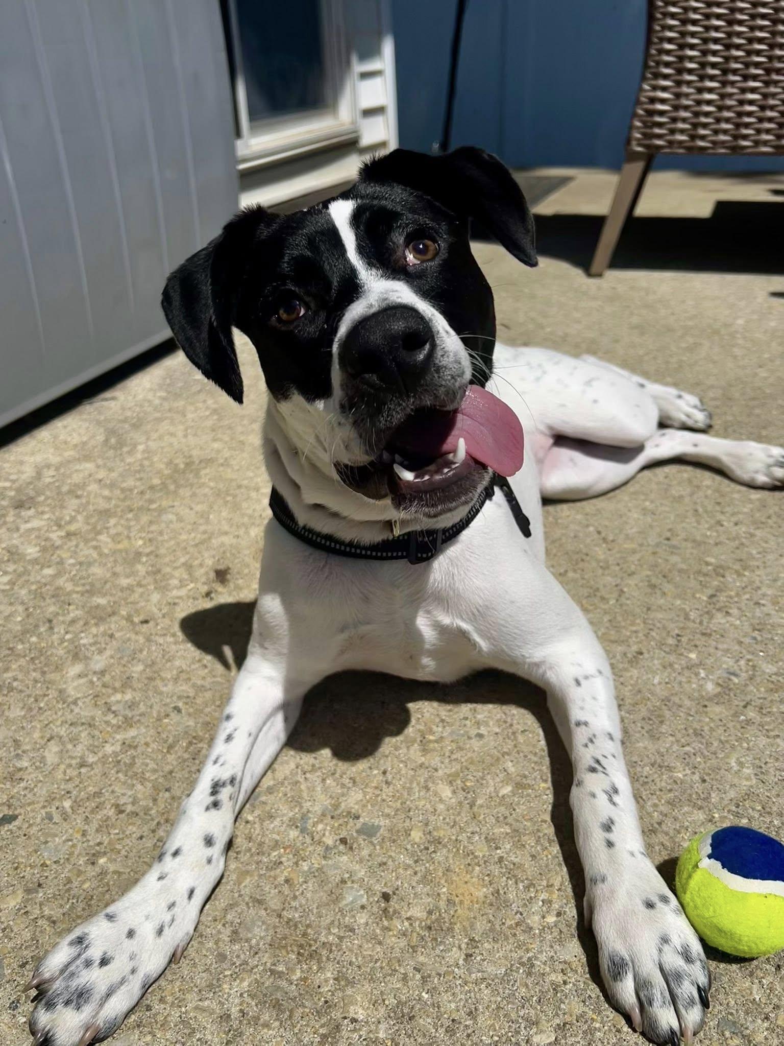 Cannoli, a Adoptable mixed breed in Berlin, NJ image 3/3
