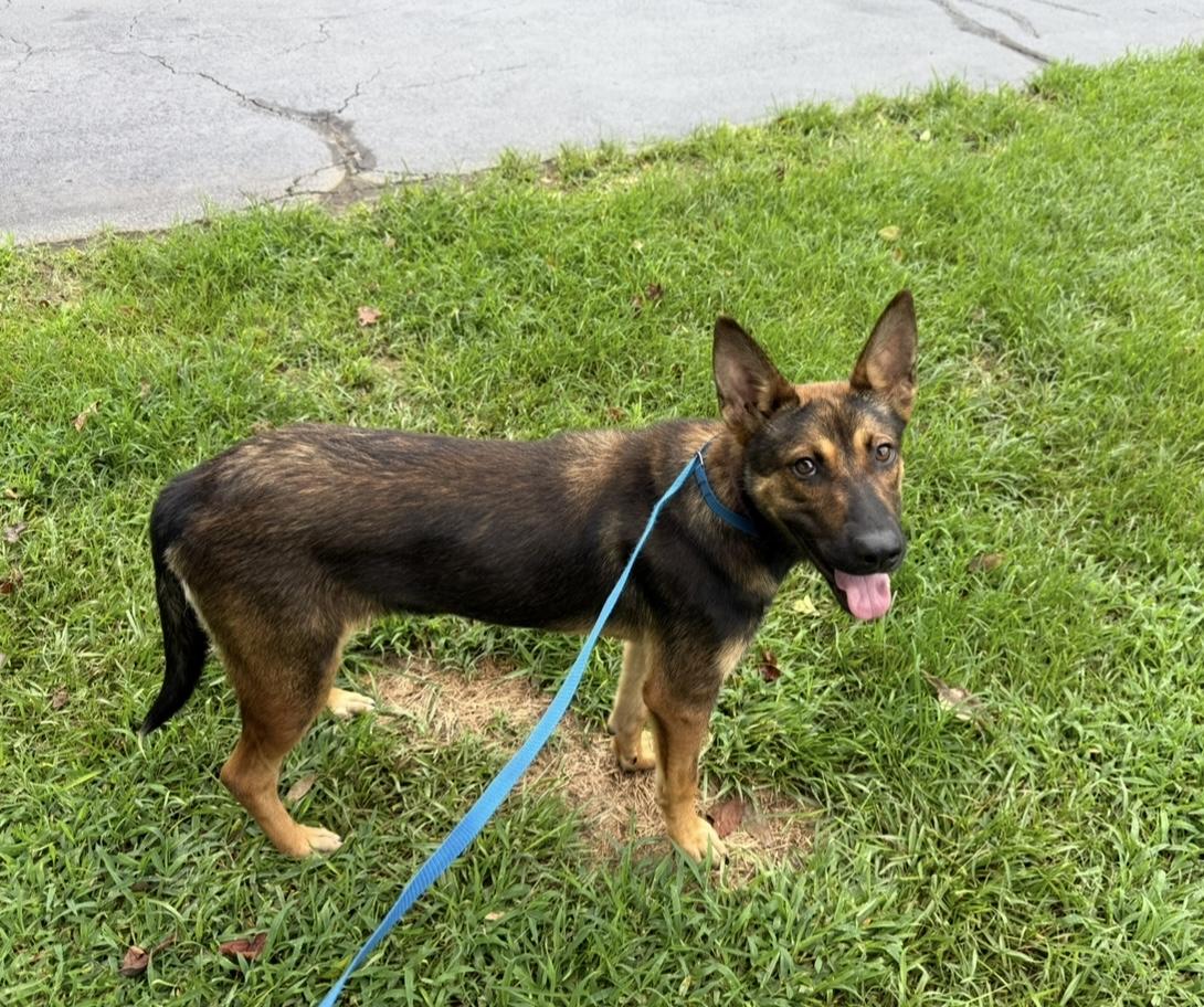 Sugar (A sweet girl for someone needing a best friend!), an adoptable German Shepherd Dog in Houlton, ME, 04730 | Photo Image 3