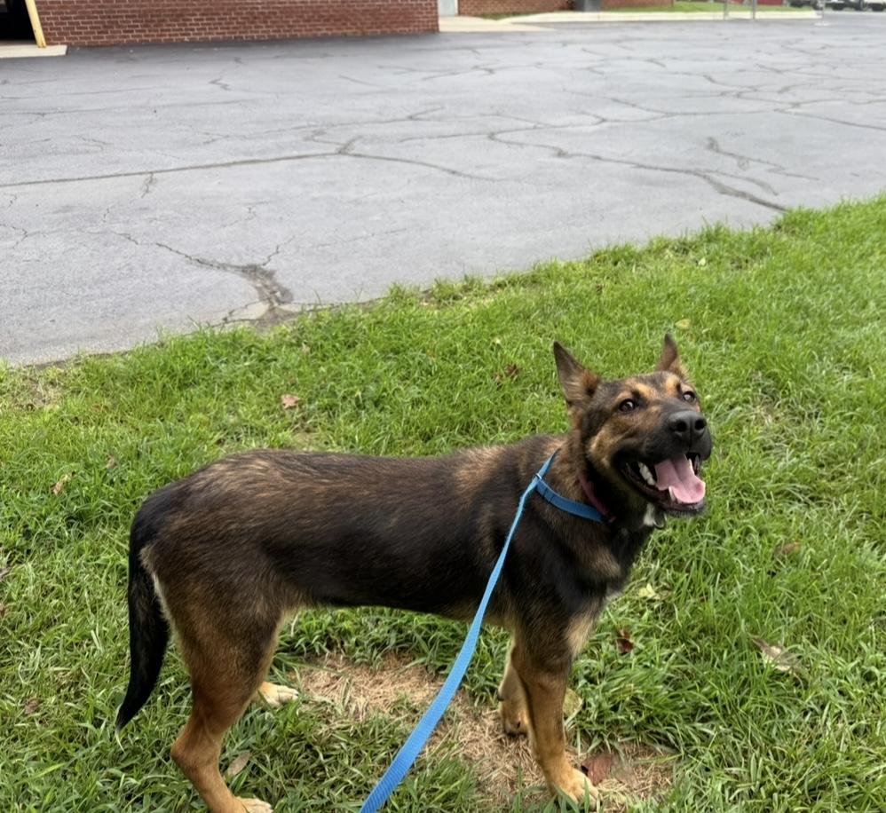 Sugar (A sweet girl for someone needing a best friend!), an adoptable German Shepherd Dog in Houlton, ME, 04730 | Photo Image 2