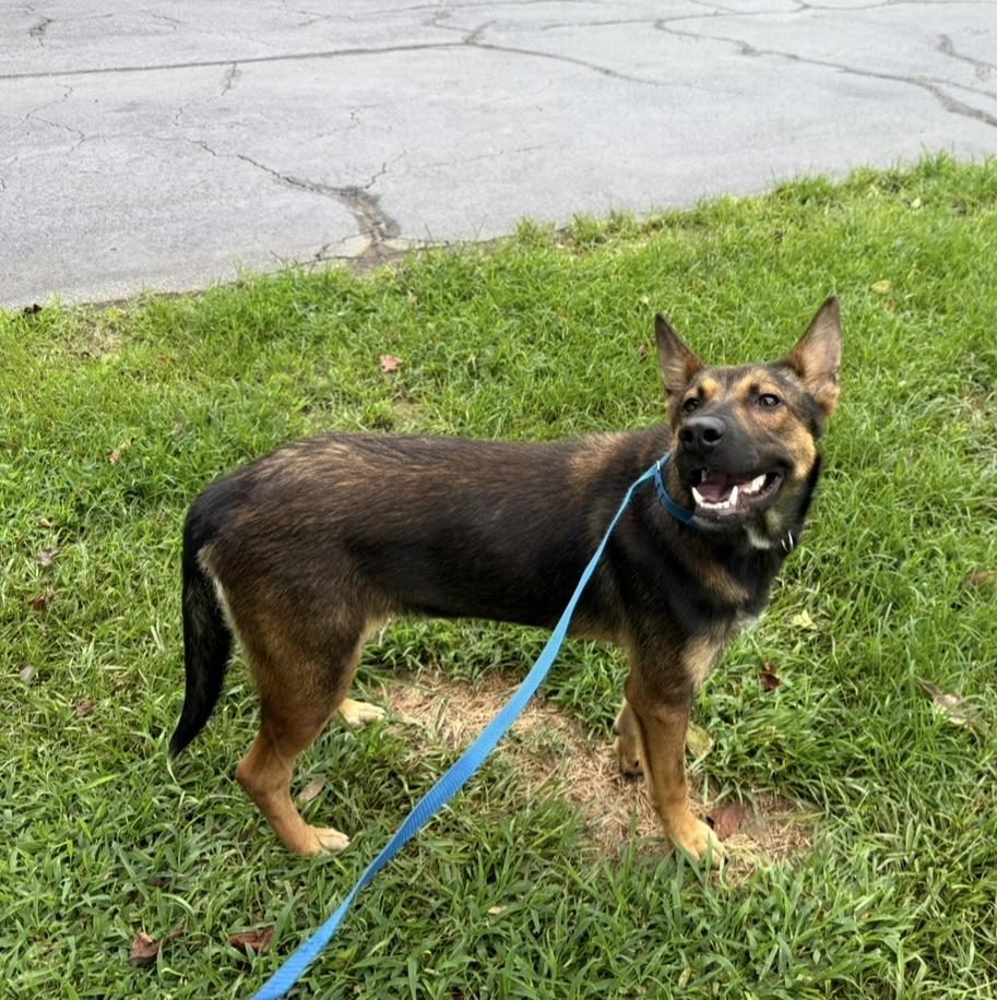 Sugar (A sweet girl for someone needing a best friend!), an adoptable German Shepherd Dog in Houlton, ME, 04730 | Photo Image 4