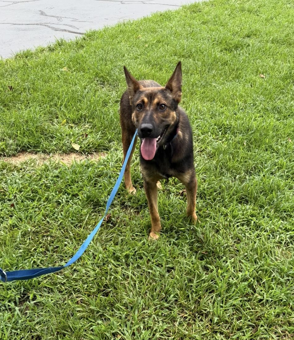 Sugar (A sweet girl for someone needing a best friend!), an adoptable German Shepherd Dog in Houlton, ME, 04730 | Photo Image 1
