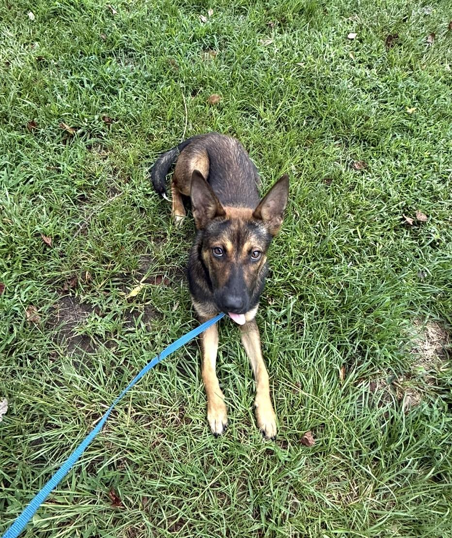 Sugar (A sweet girl for someone needing a best friend!), an adoptable German Shepherd Dog in Houlton, ME, 04730 | Photo Image 5