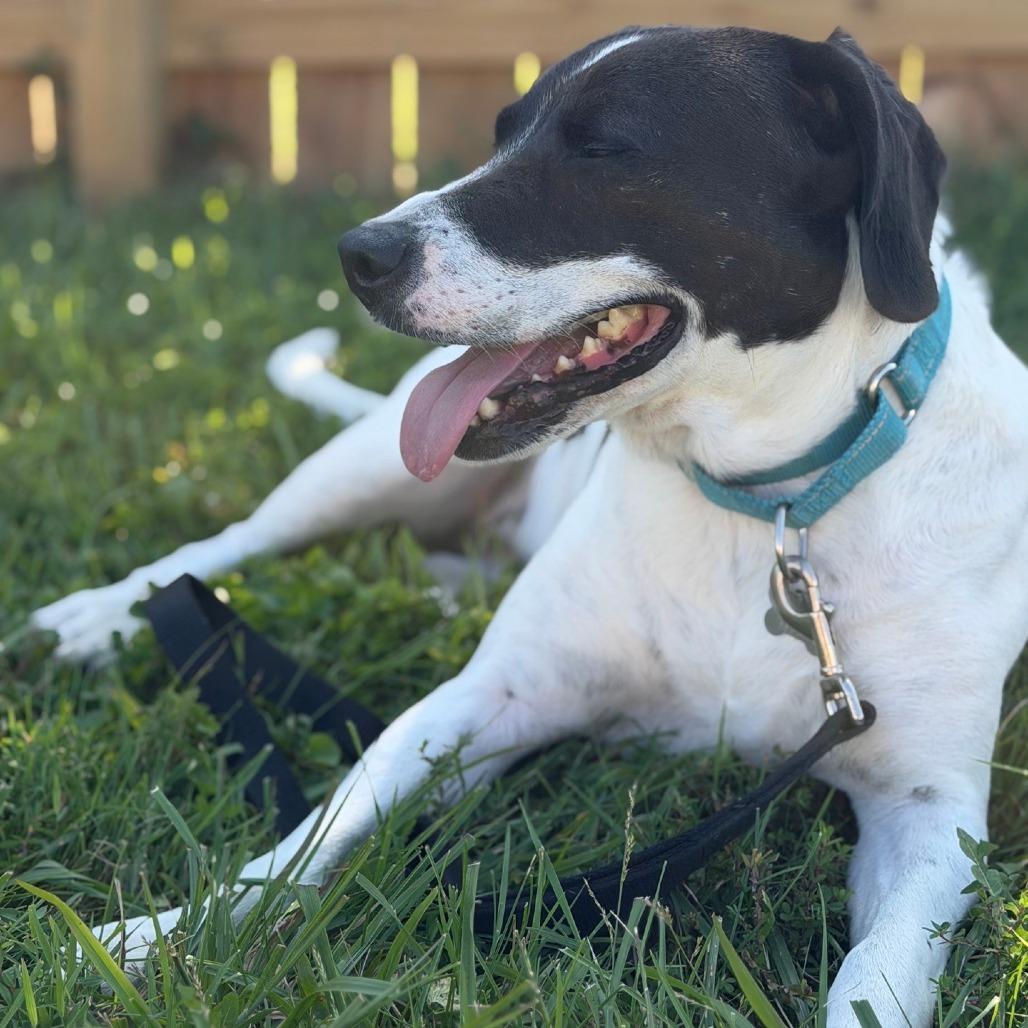 Domino, a Adoptable Hound in La Grange, KY image 1/6