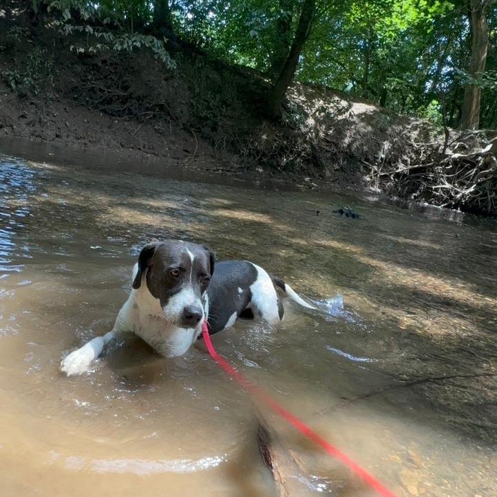 Domino, a Adoptable Hound in La Grange, KY image 5/6