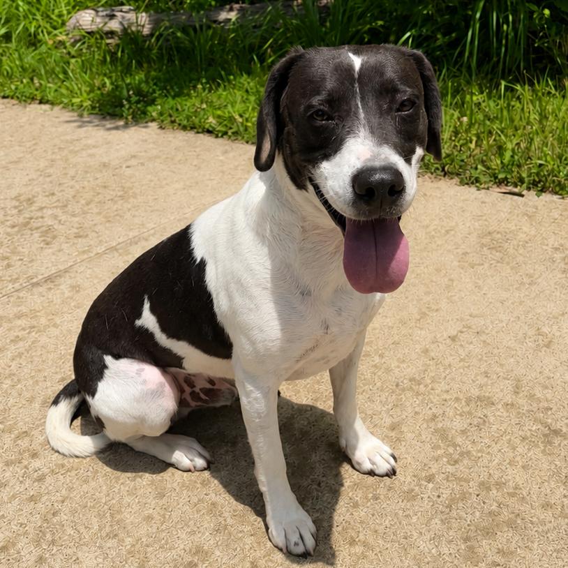 Domino, Adoptable, Adult Male Hound.