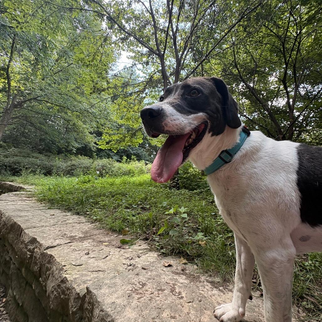 Domino, a Adoptable Hound in La Grange, KY image 6/6