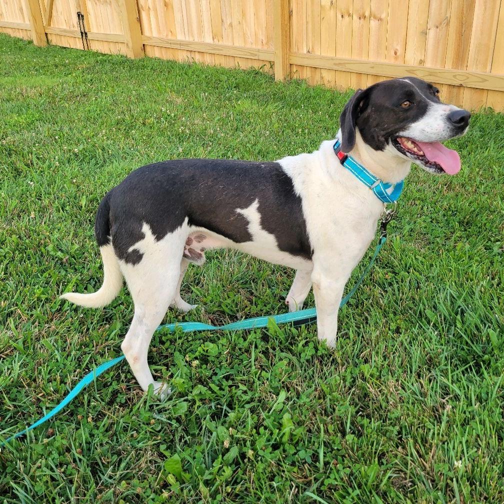 Domino, a Adoptable Hound in La Grange, KY image 4/6