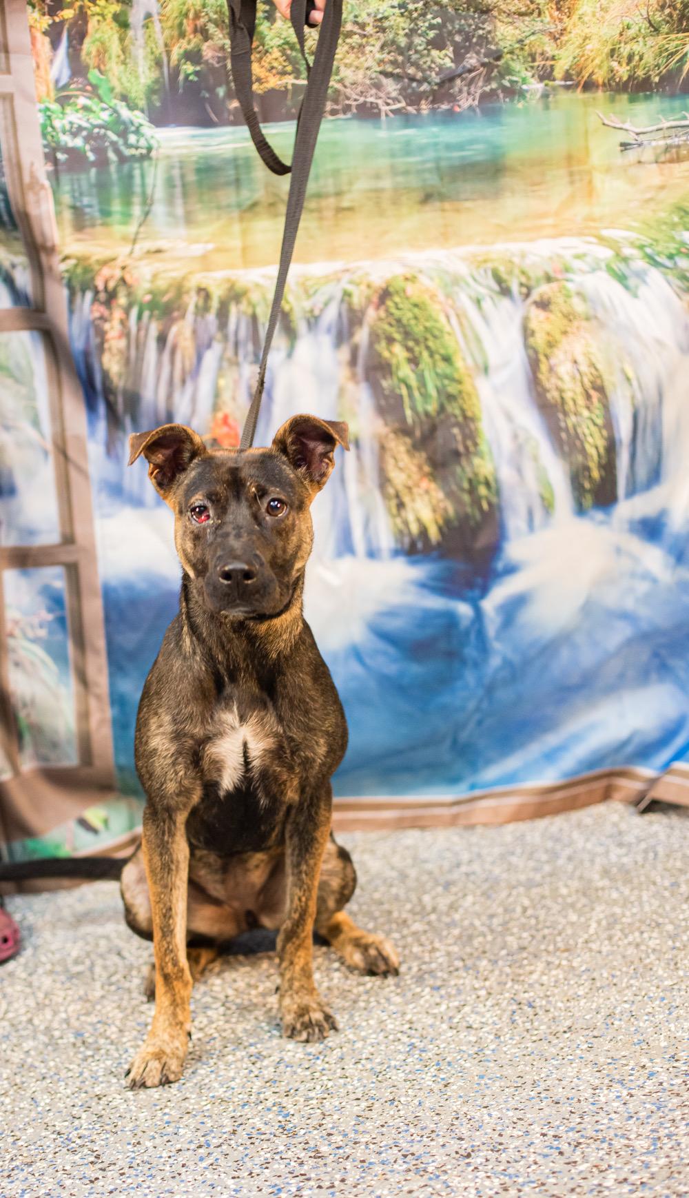 Spud, ADOPTABLE, Young Female Mixed Breed.