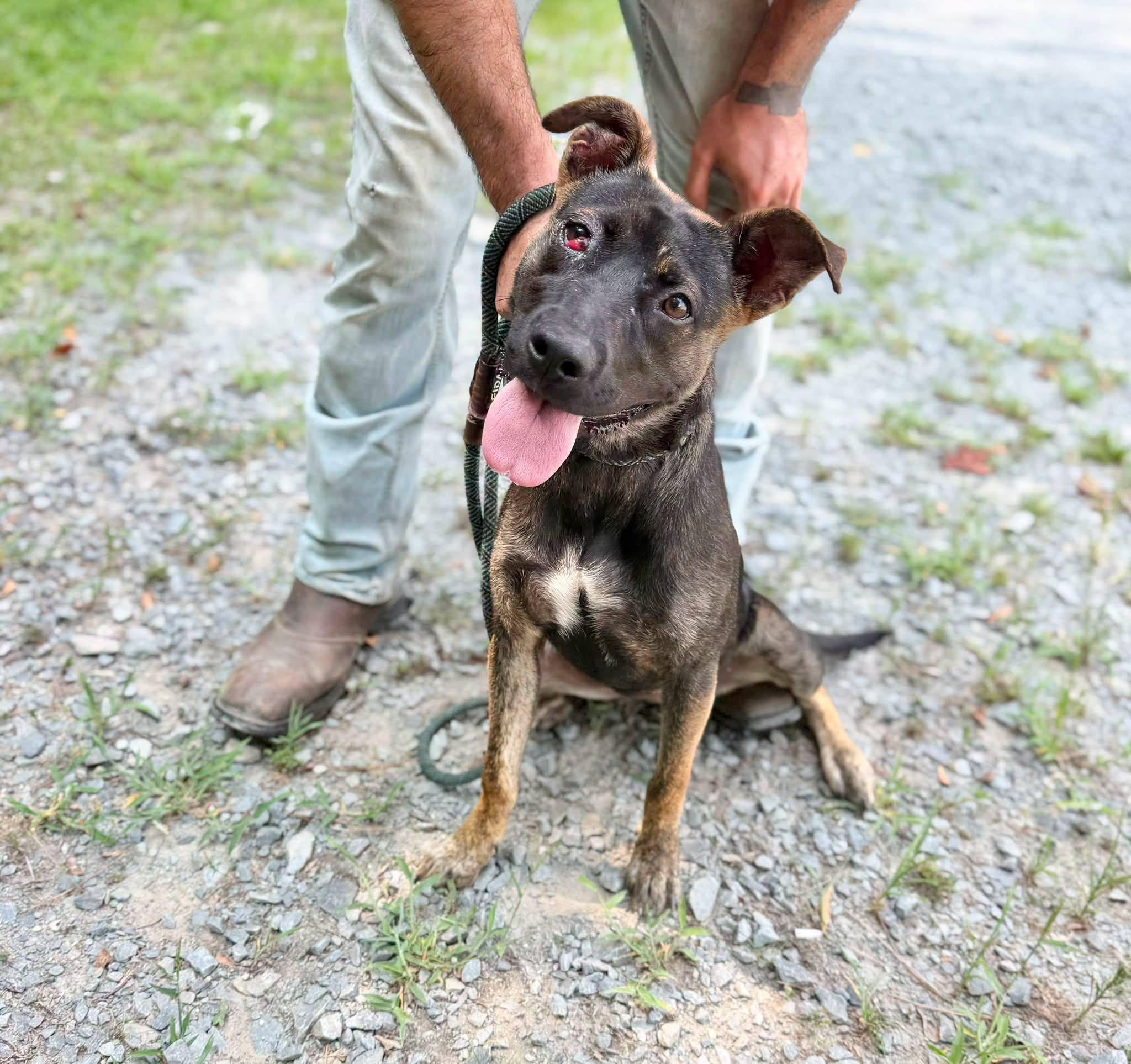 Enlarge Spud, a ADOPTABLE mixed breed in Elizabethtown, NC image 2/2