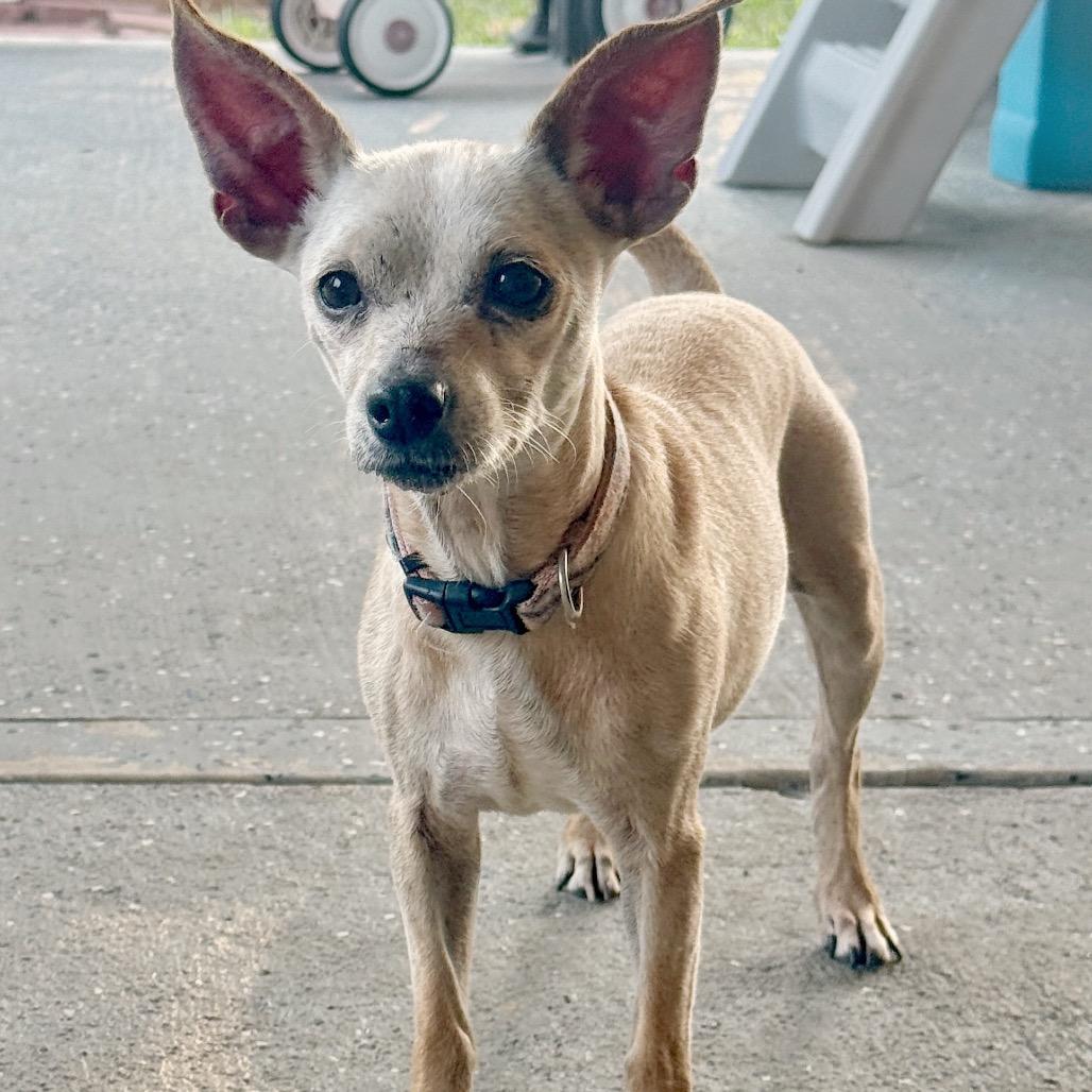Cassie, Adoptable, Adult Female Chihuahua.