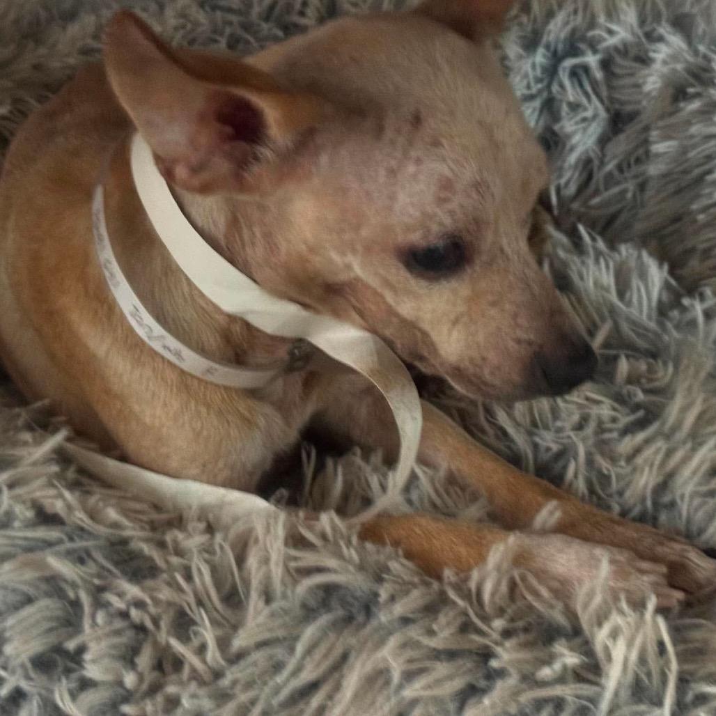 Enlarge Cassie, a Adoptable Chihuahua in Katy, TX image 2/3