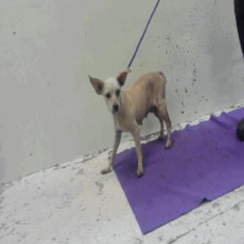 Enlarge Cassie, a Adoptable Chihuahua in Katy, TX image 3/3