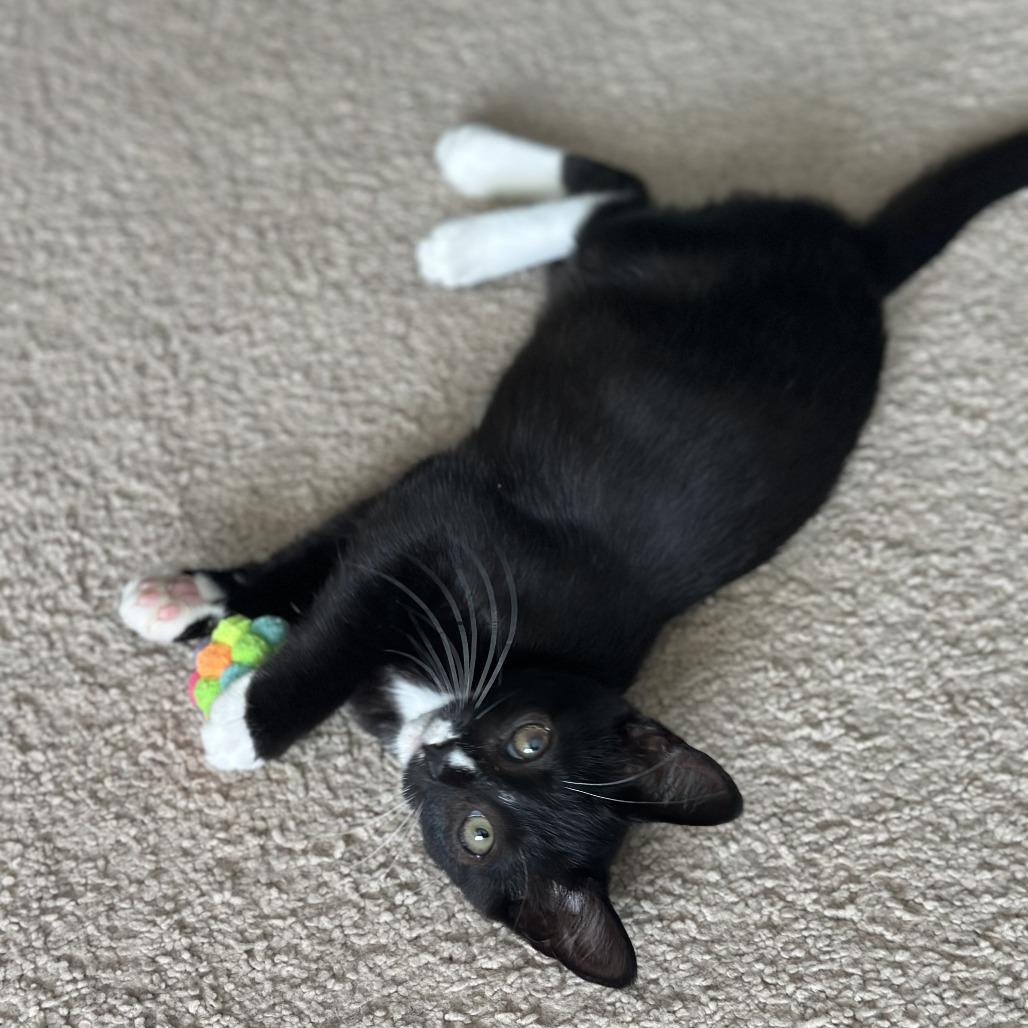 Enlarge Blossom, a Adoptable Domestic Short Hair in Hillsborough, NC image 1/2