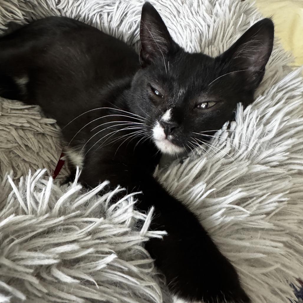 Enlarge Blossom, a Adoptable Domestic Short Hair in Hillsborough, NC image 2/2