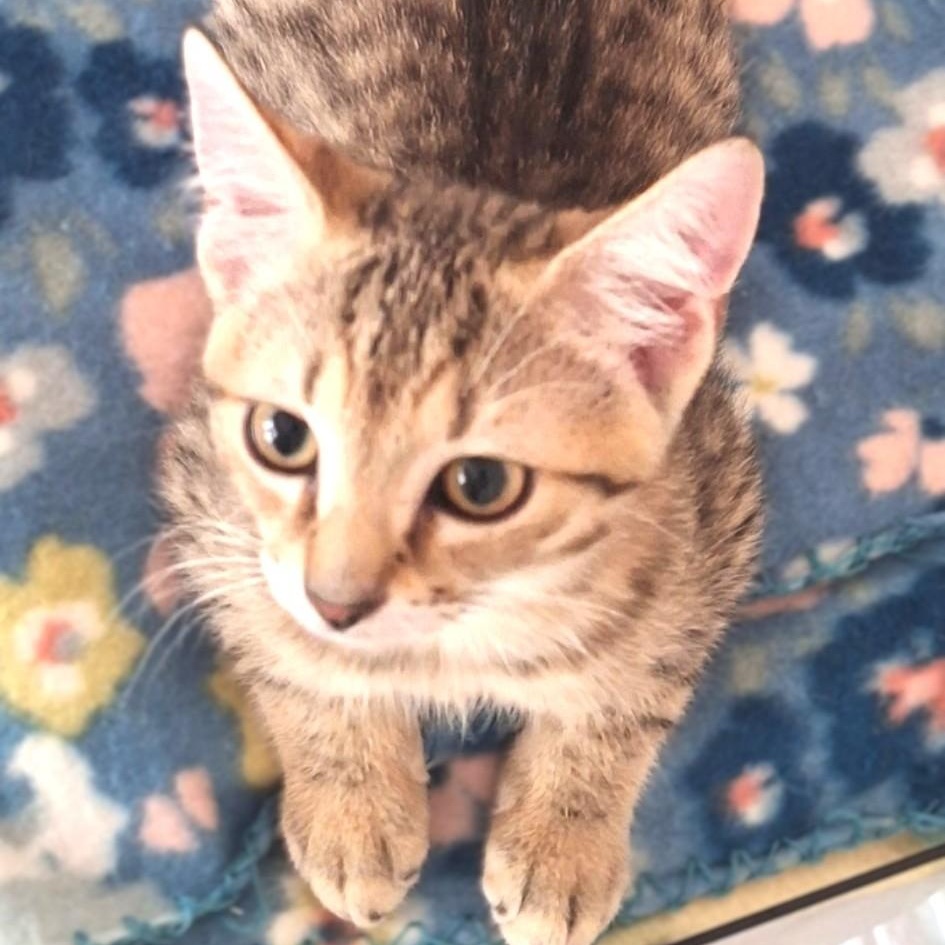 Enlarge Burberry, a Adoptable Domestic Short Hair in Charlotte, NC image 3/6