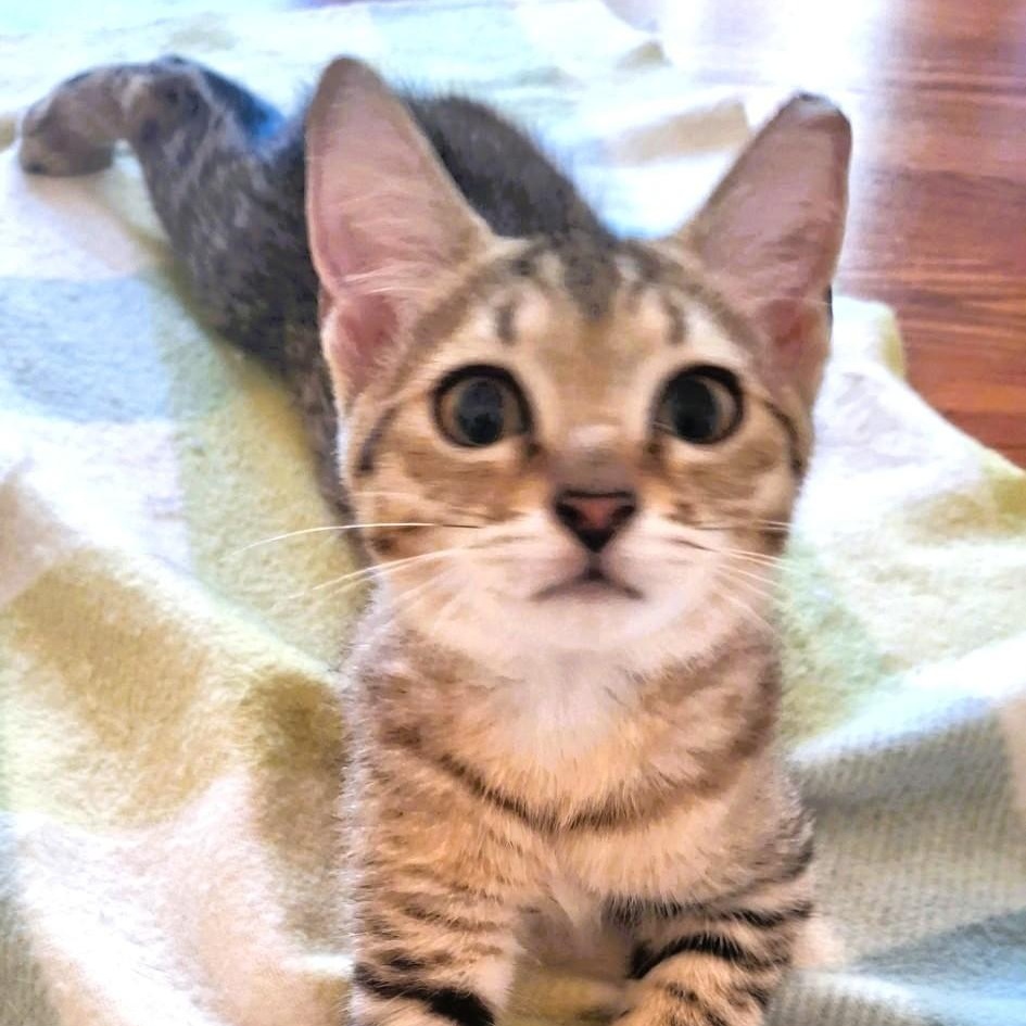 Burberry, Adoptable, Kitten Male Domestic Short Hair.