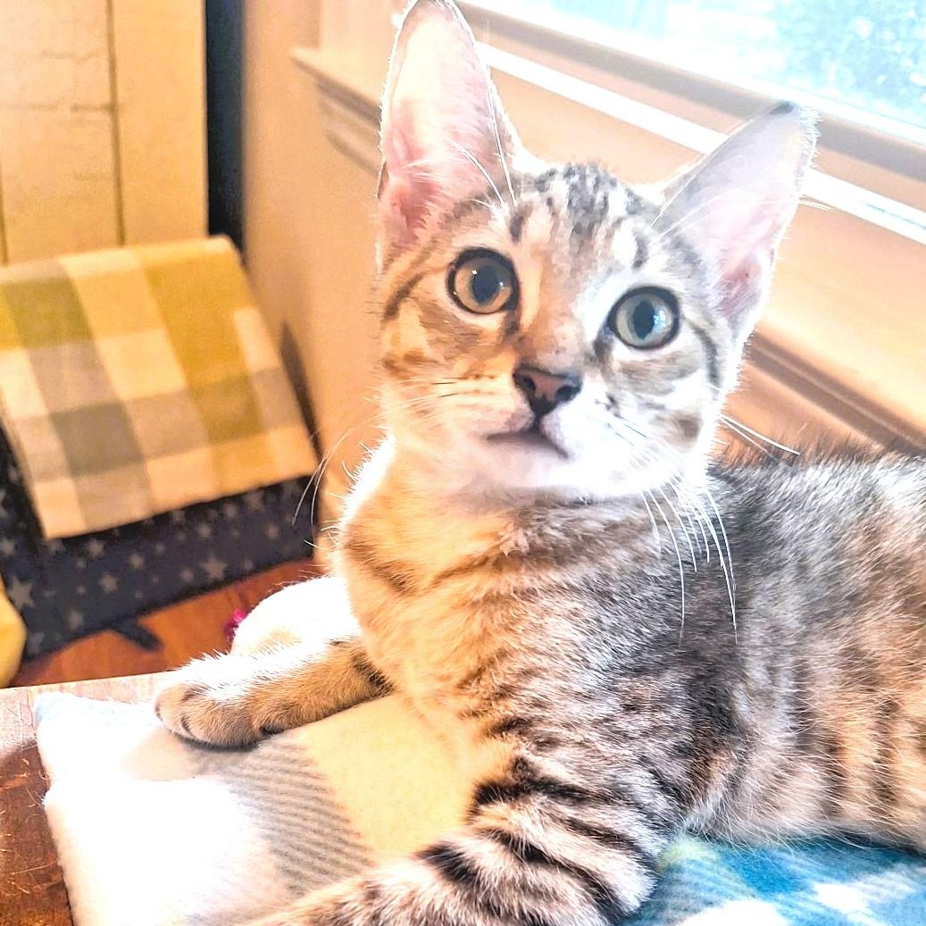Enlarge Burberry, a Adoptable Domestic Short Hair in Charlotte, NC image 5/6