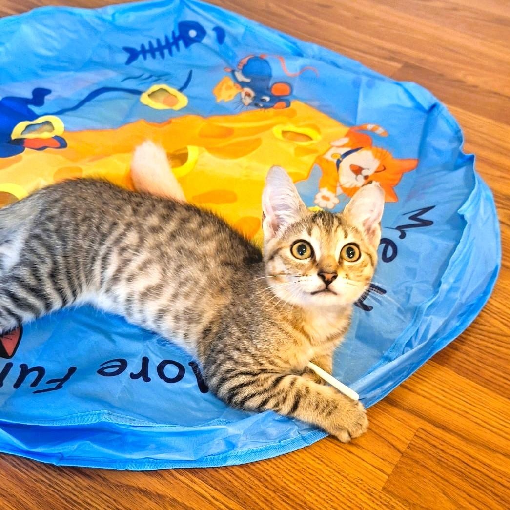 Enlarge Burberry, a Adoptable Domestic Short Hair in Charlotte, NC image 4/6