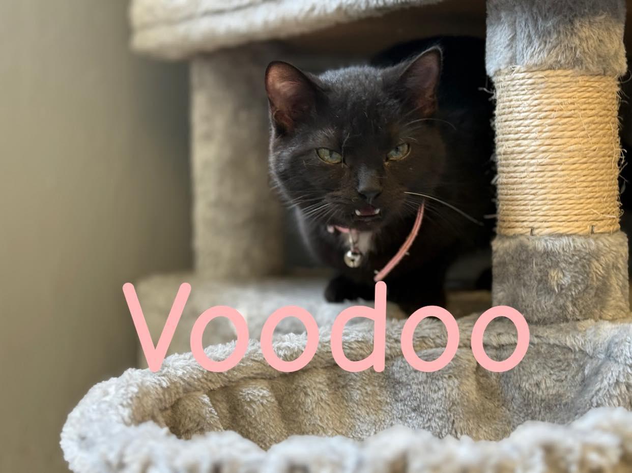 Enlarge Voodoo, a Adoptable Domestic Short Hair in Winchester, IN image 1/1