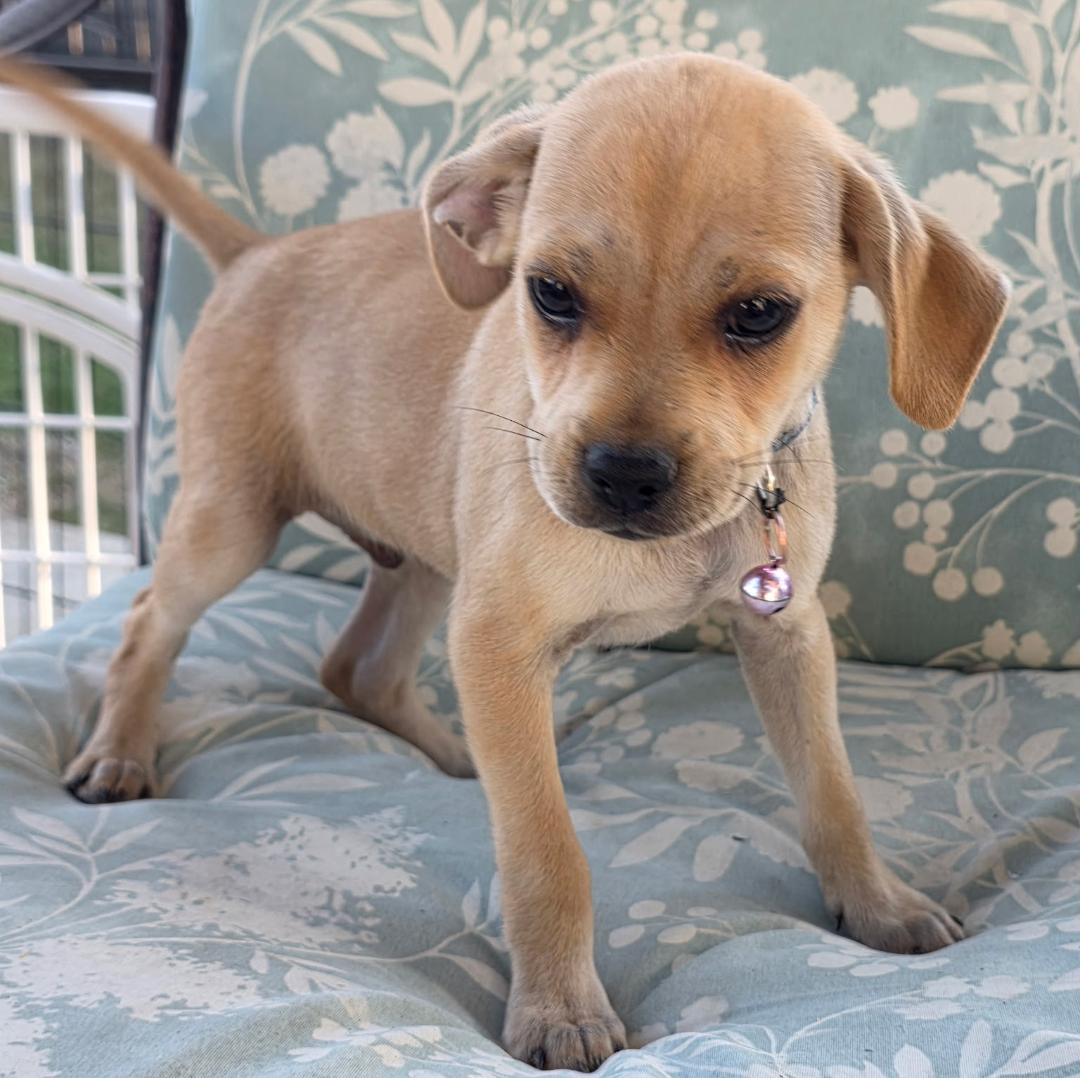 Enlarge Monchichi, a Adoptable Dachshund in Thousand Oaks, CA image 1/1