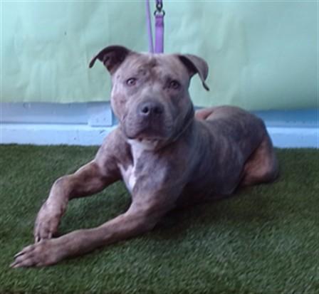 Enlarge MARLA, a Adoptable Pit Bull Terrier in Gardena, CA image 1/1