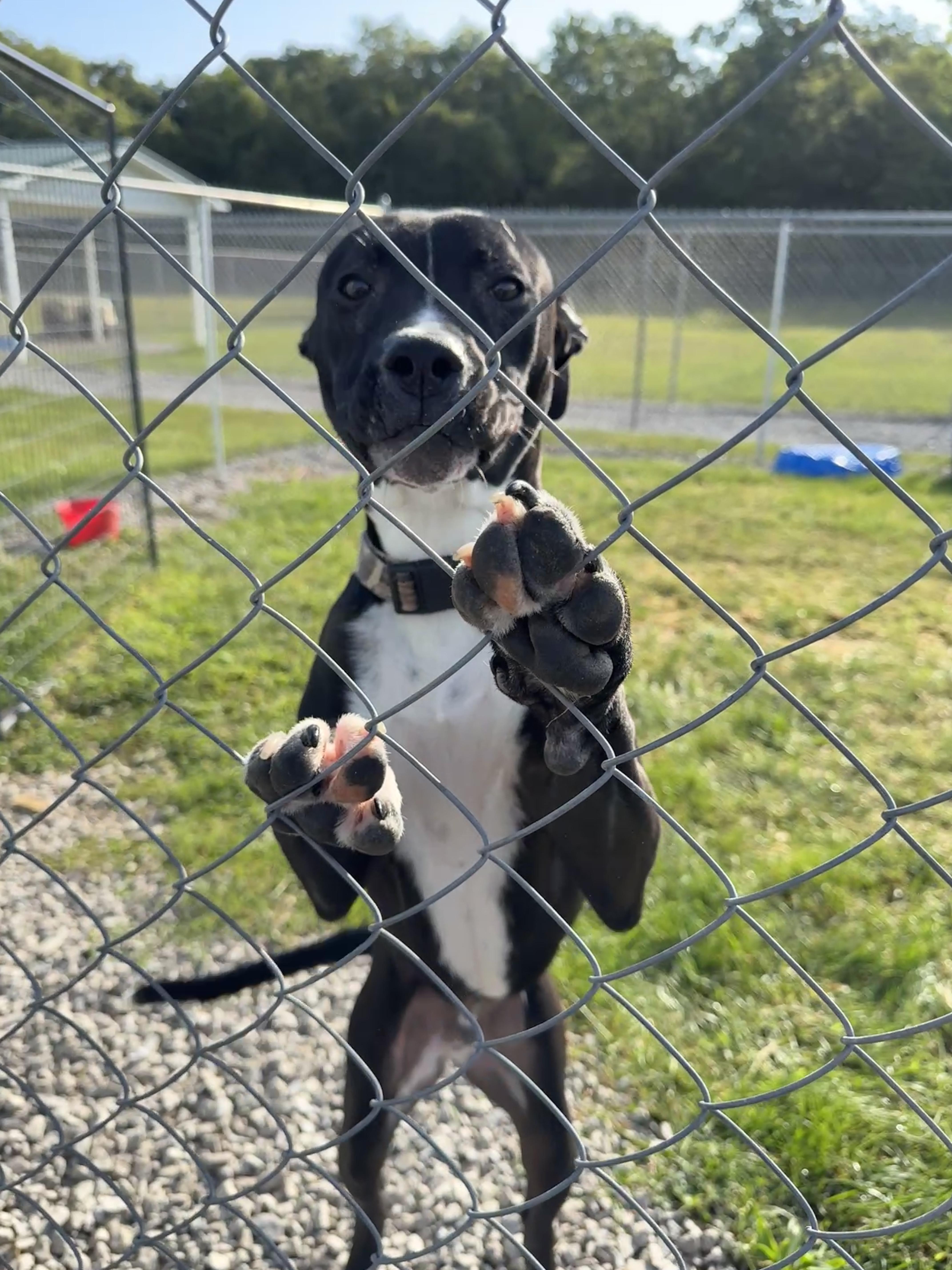 Stitch, a Adoptable mixed breed in Winamac, IN image 1/2