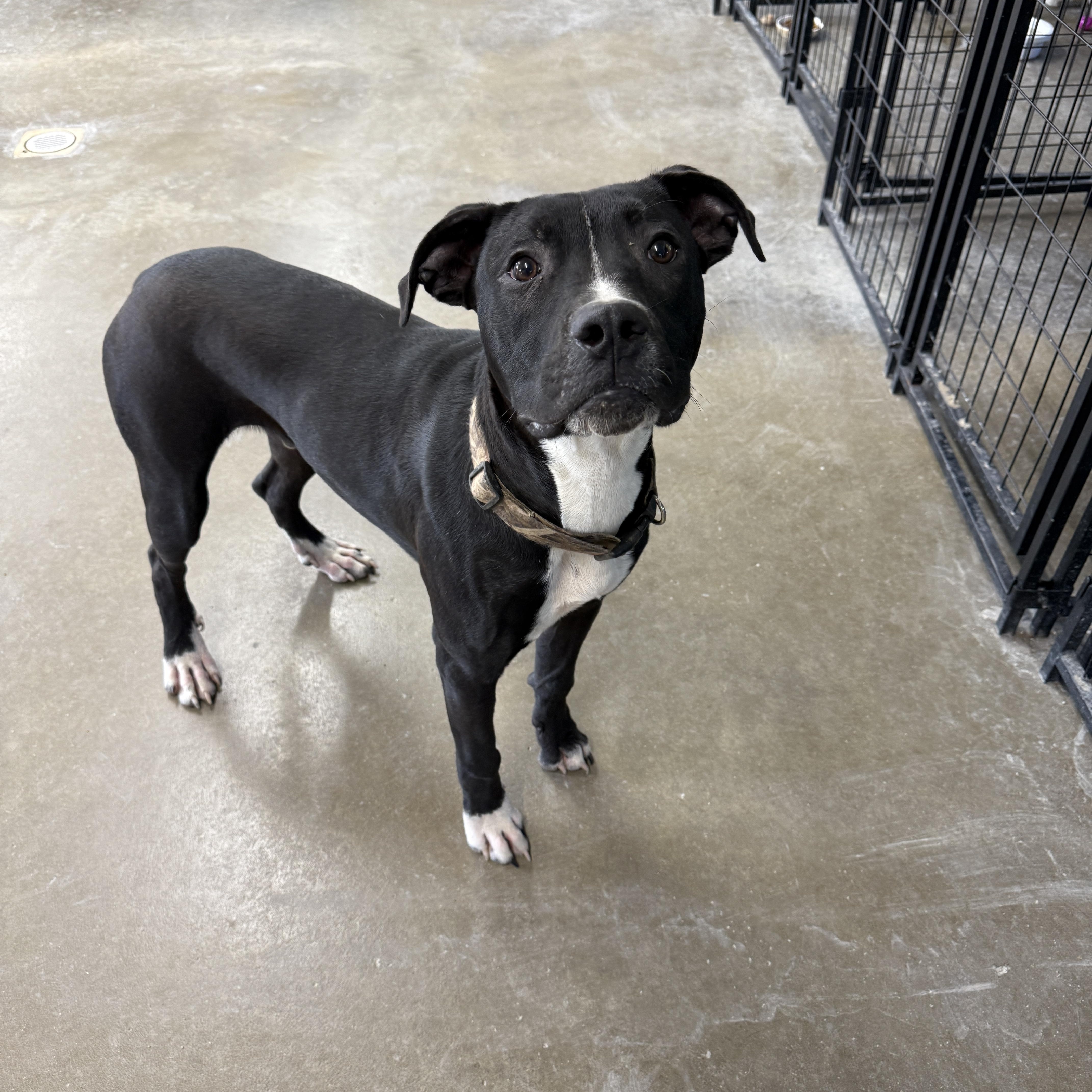 Stitch, Adoptable, Young Male Great Dane & Pit Bull Terrier.
