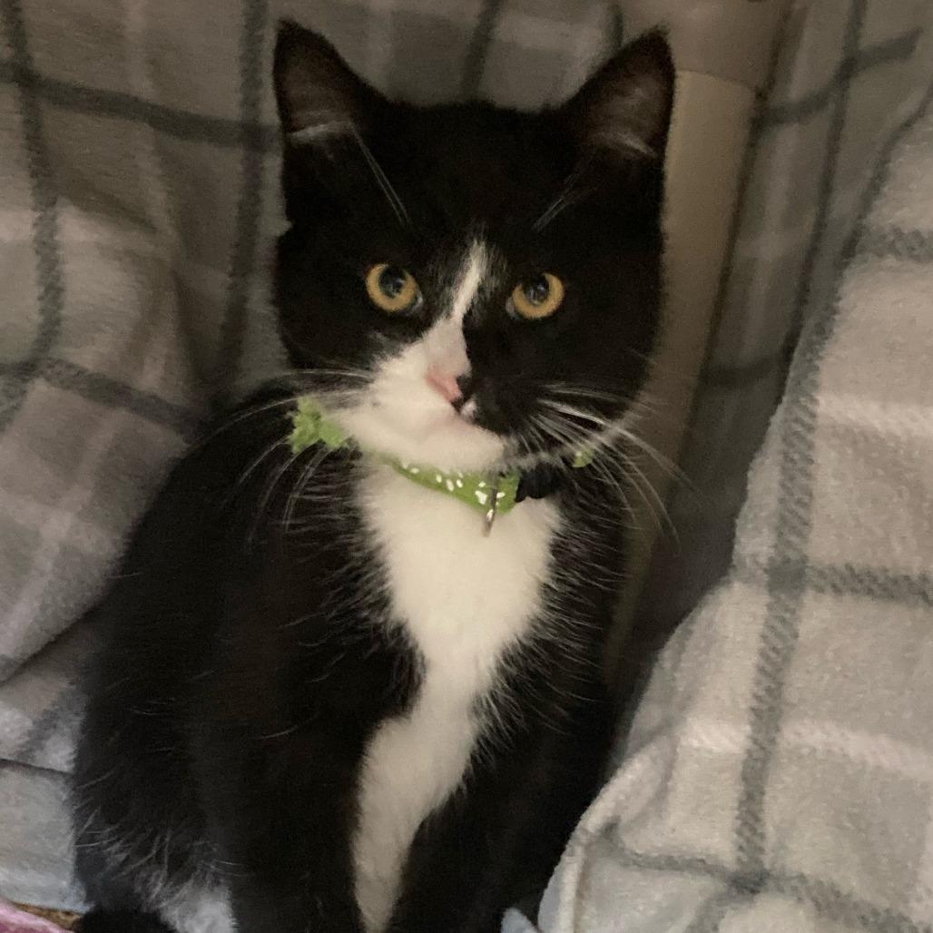 Peppermint, Adoptable, Kitten Male Domestic Short Hair.