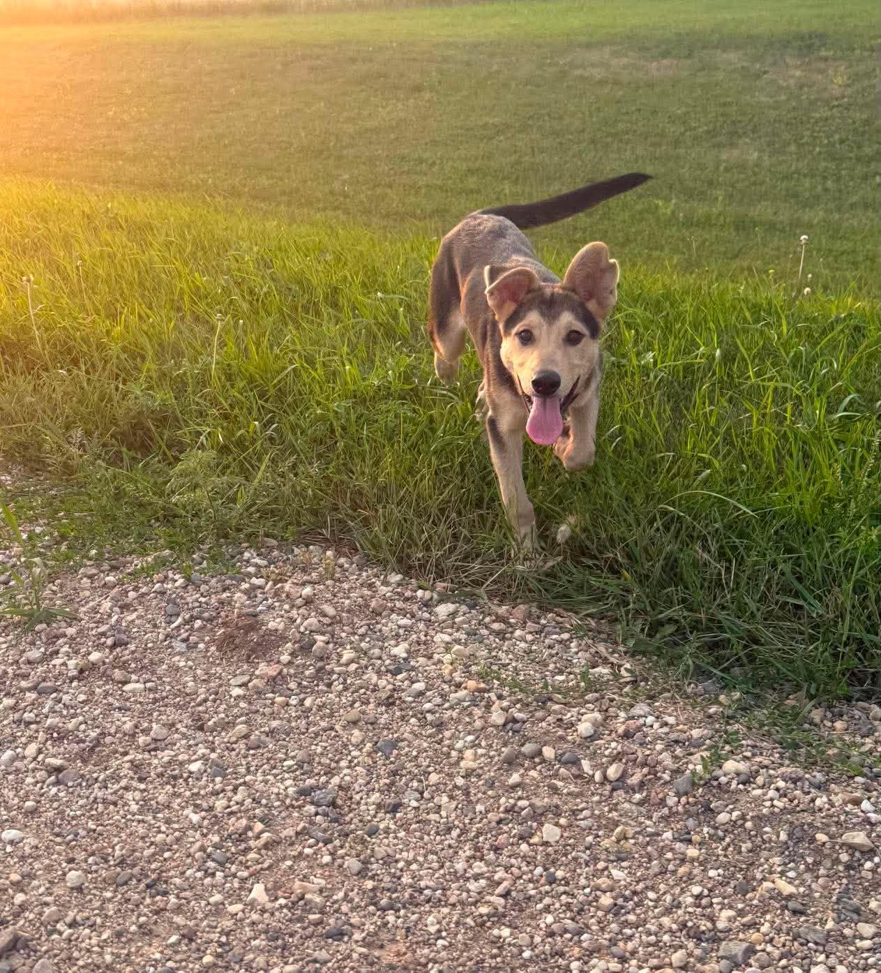 Milo, an adopted Mixed Breed in Sioux Falls, SD image 3/6